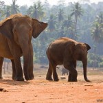 Отдых на Шри-Ланка